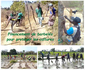 Financement barbeles Koussabel